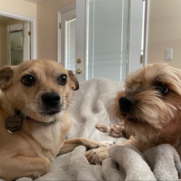 Meet your Posher, Nicole - Picture 3 of 4